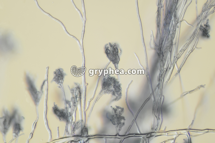 Penicillium - Conidiophores x40 - gryphea.com